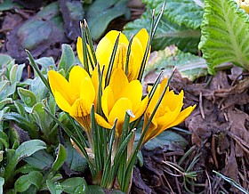 yellow crocus